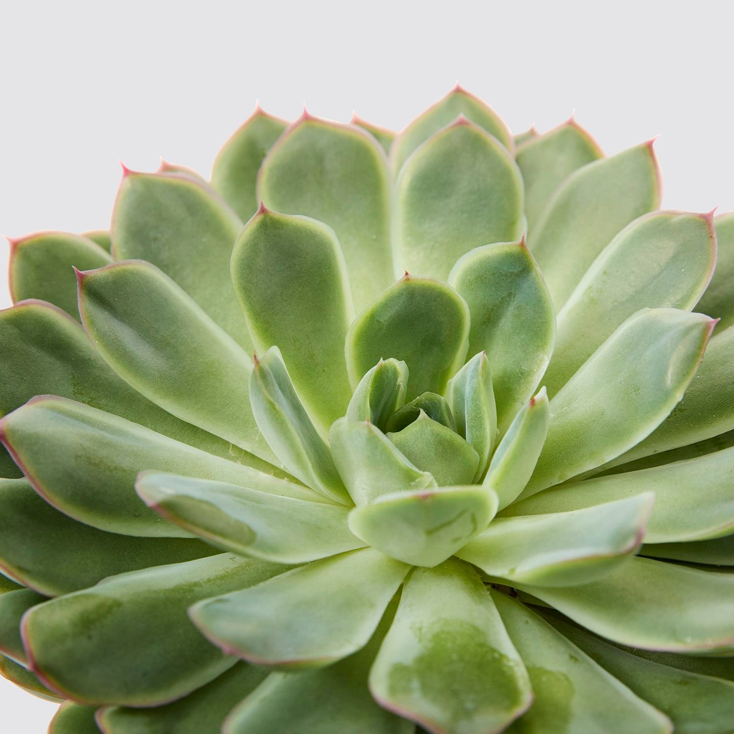 Echeveria pulidonis 'sky pearl'