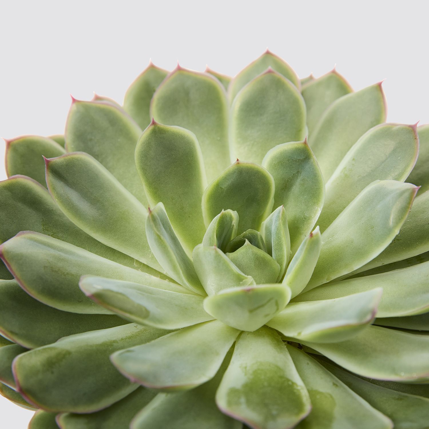 Echeveria pulidonis 'sky pearl'