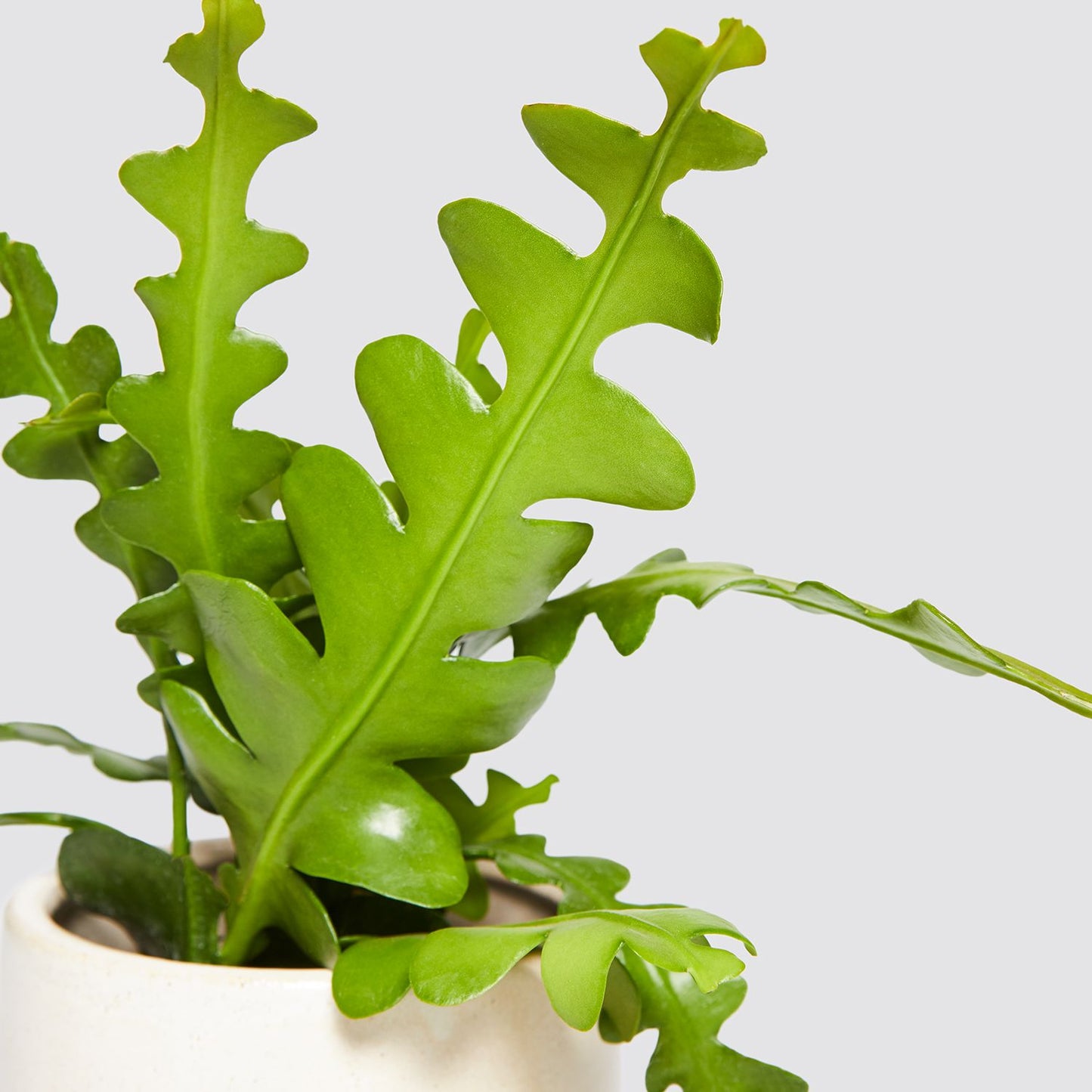 Fishbone cactus