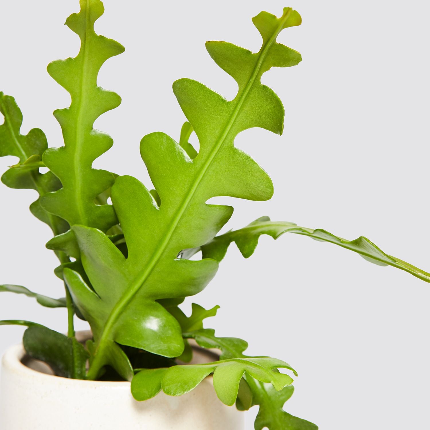 Fishbone cactus