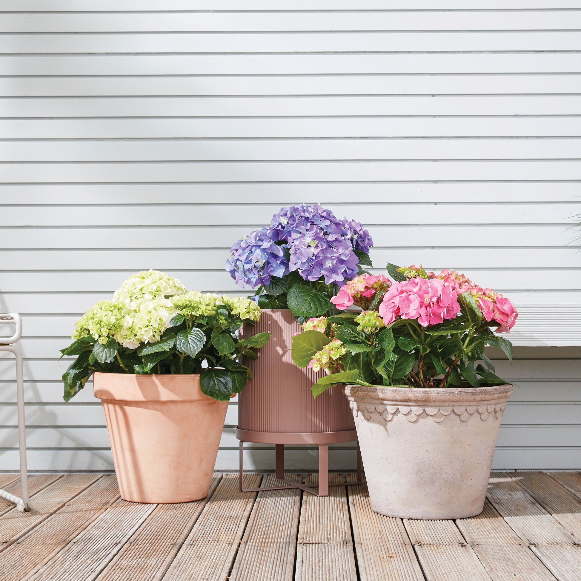 White Hydrangea macrophylla
