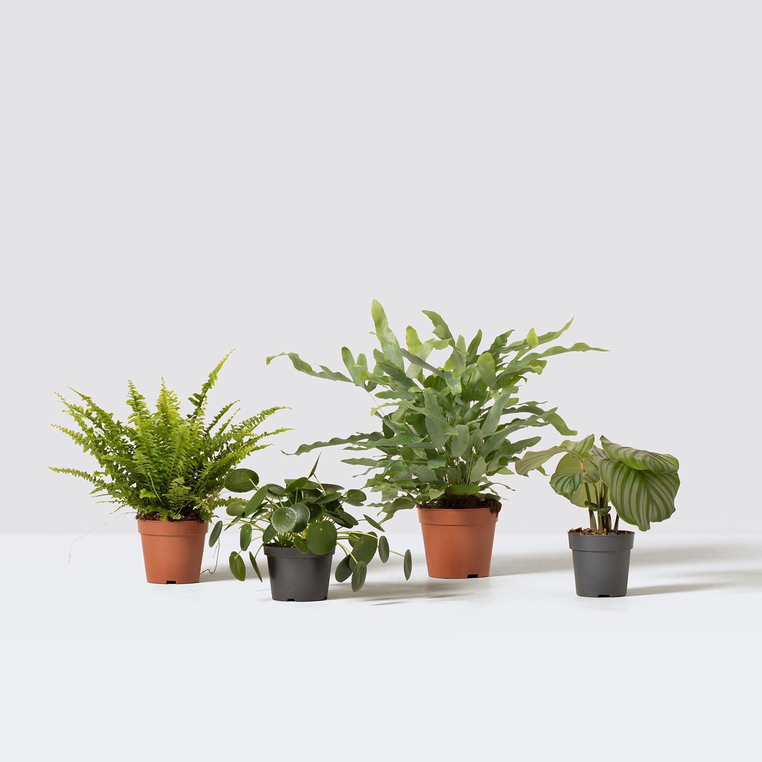 Pet friendly set