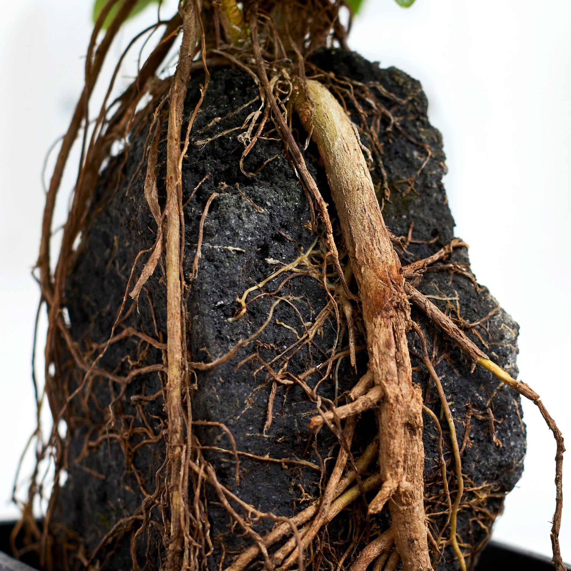 Schefflera