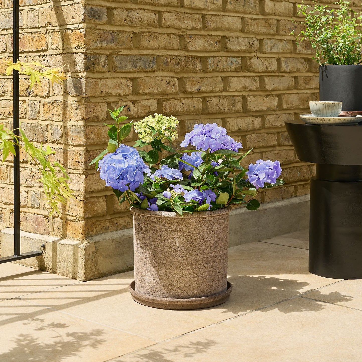 Blue Hydrangea macrophylla