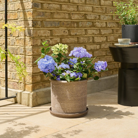 Blue Hydrangea macrophylla