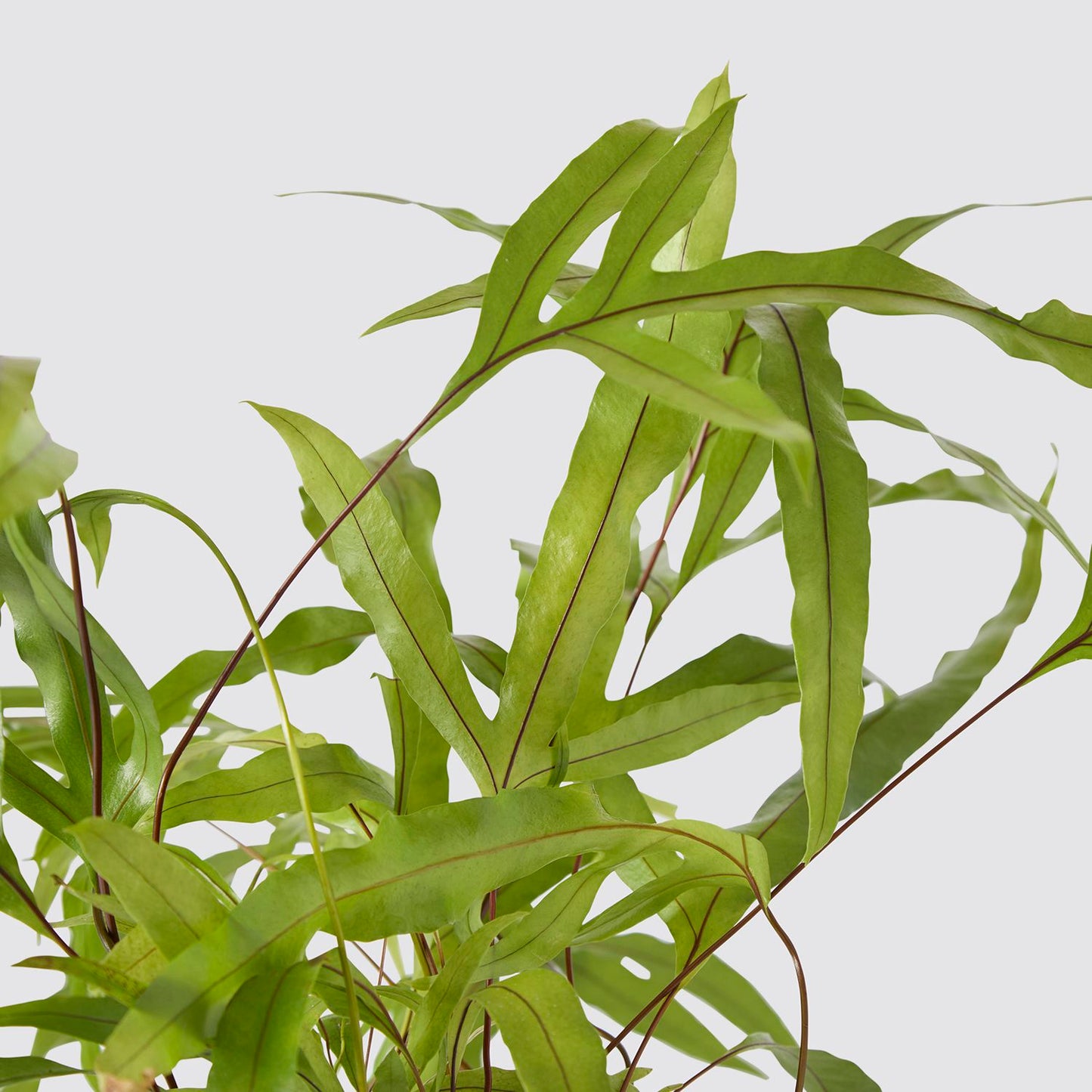 Microsorum Diversifolium