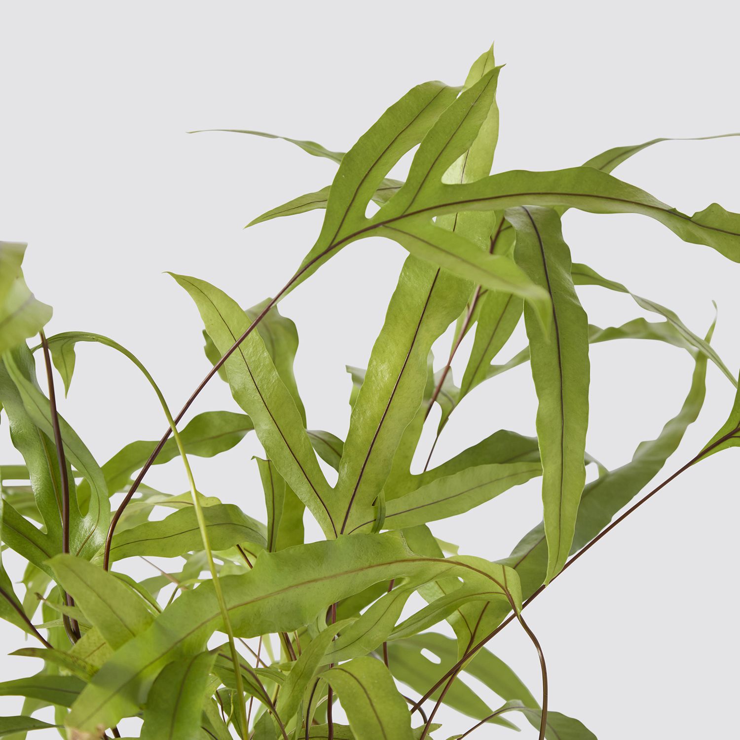 Microsorum Diversifolium