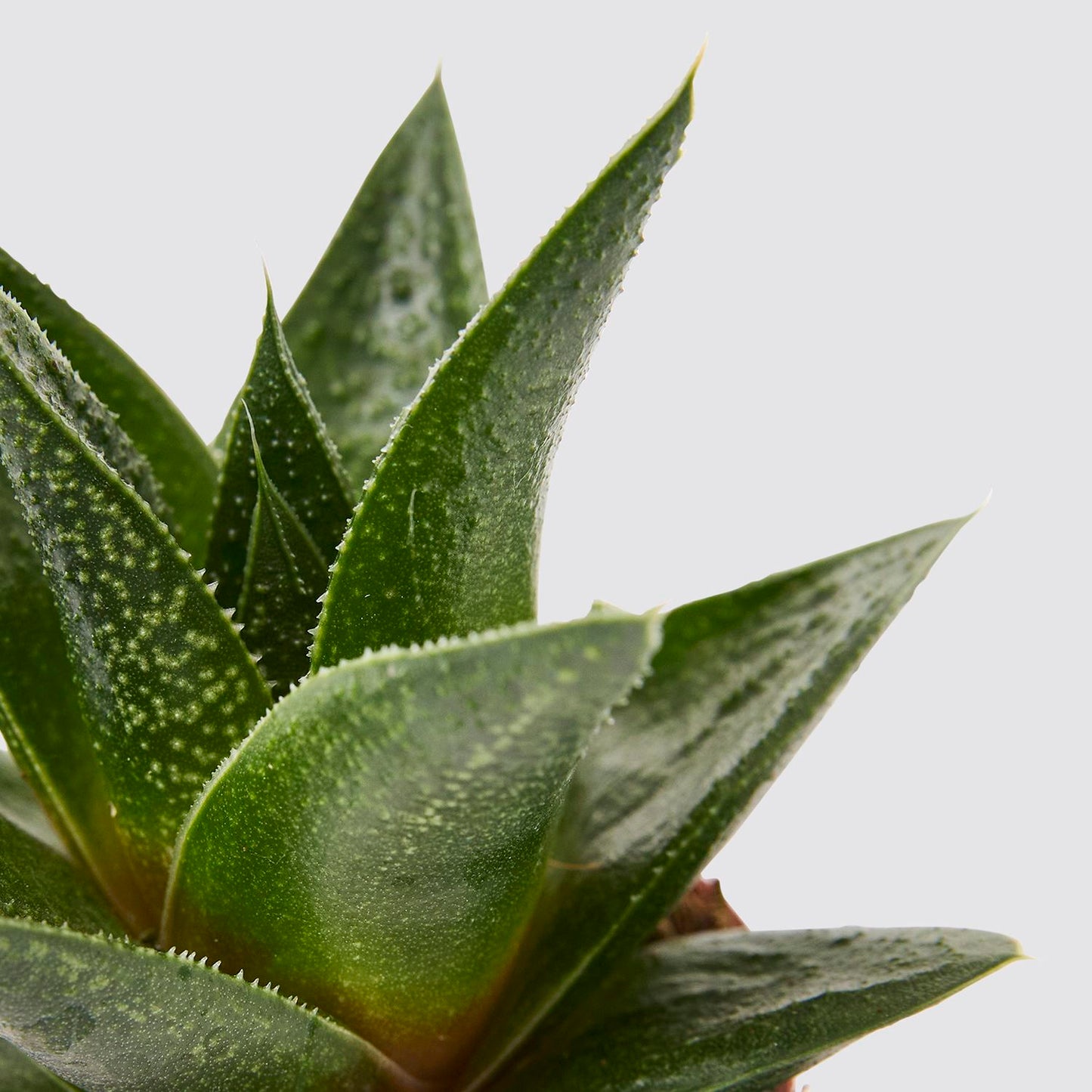 Gasteria duval