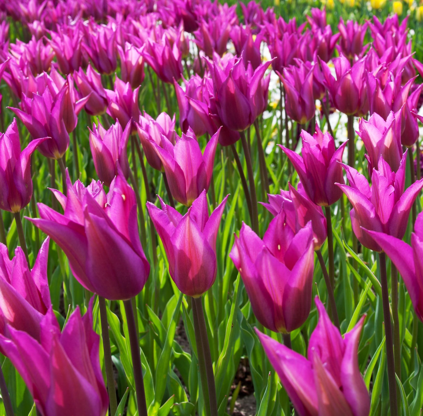Dark Tulip spring bulbs