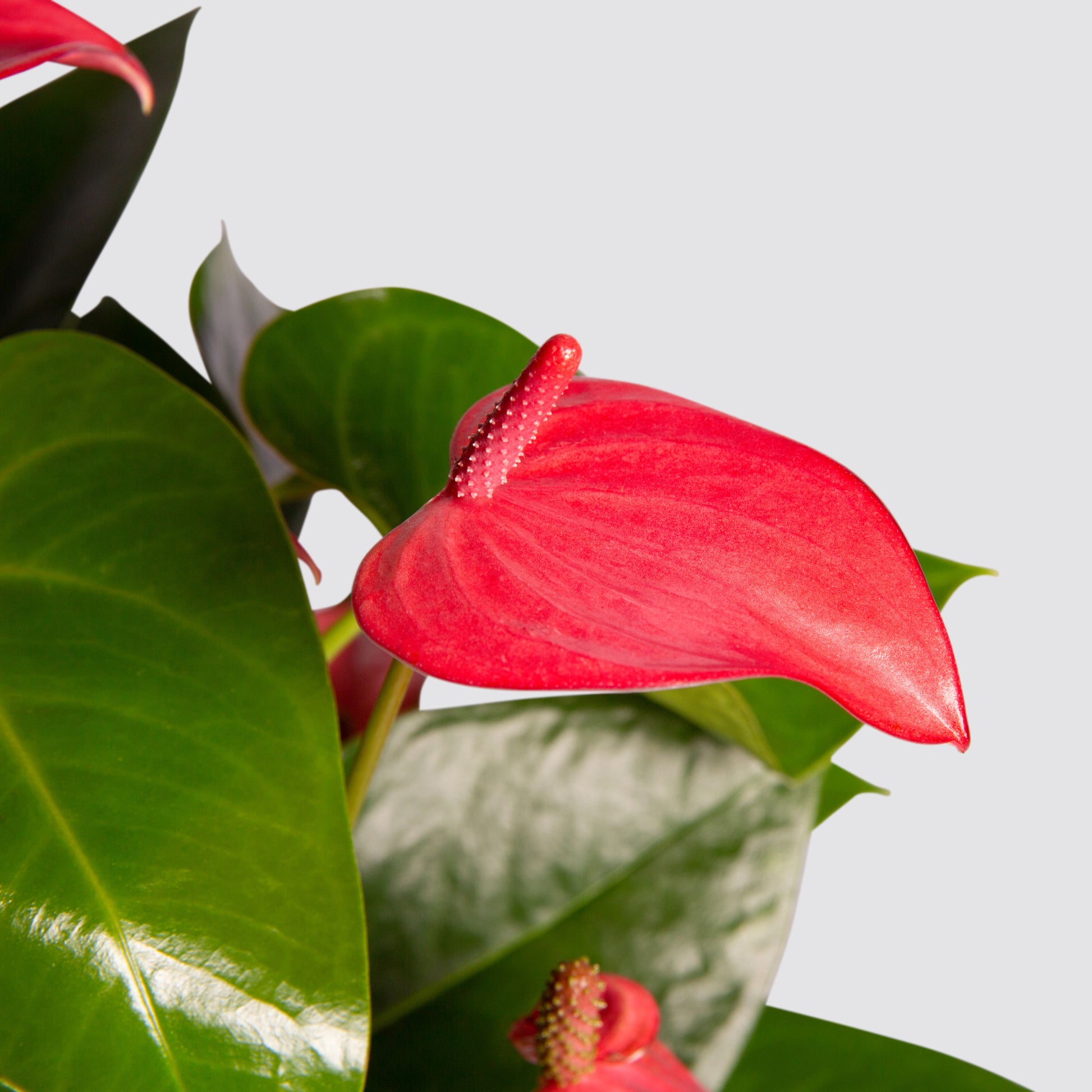 Anthurium 'Pink Champion'