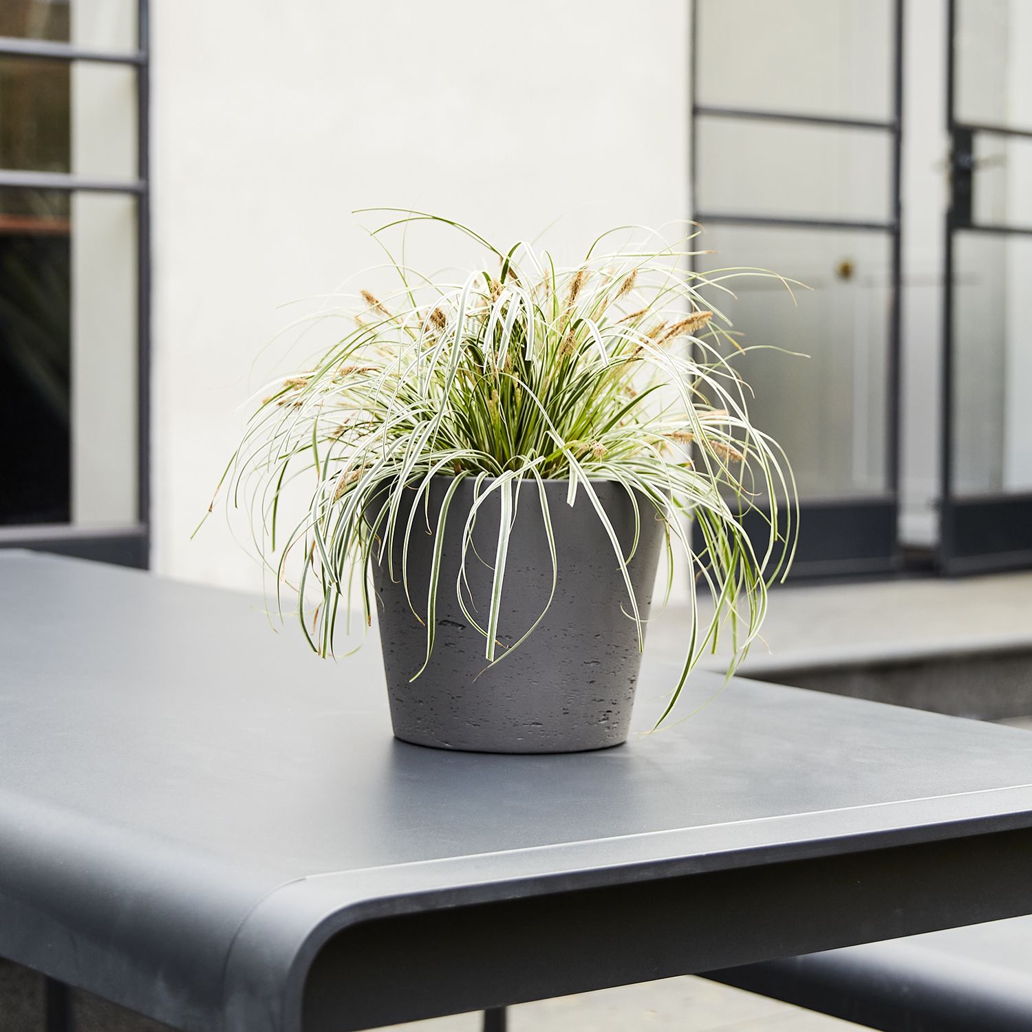 Carex brunnea