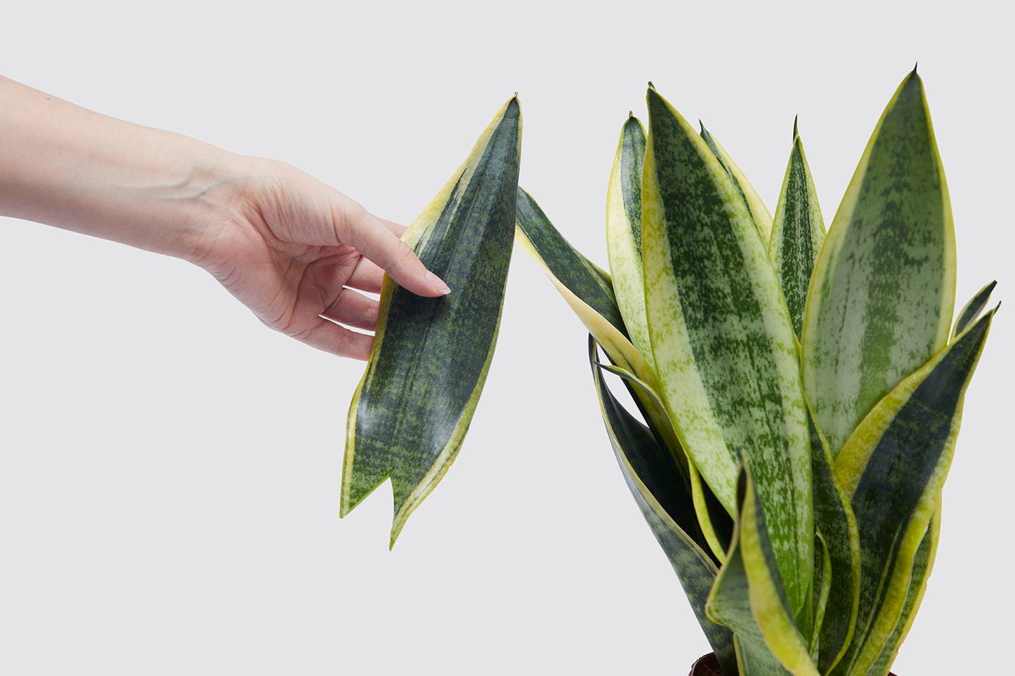 Propagation set