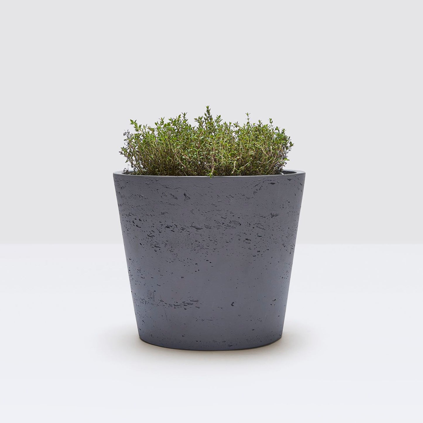 Thyme Herb