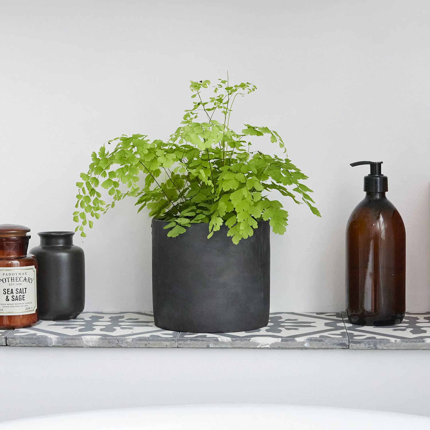 Maidenhair fern