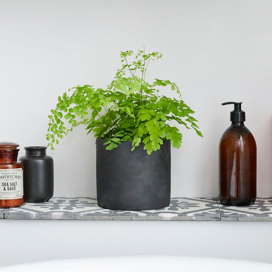 Maidenhair fern