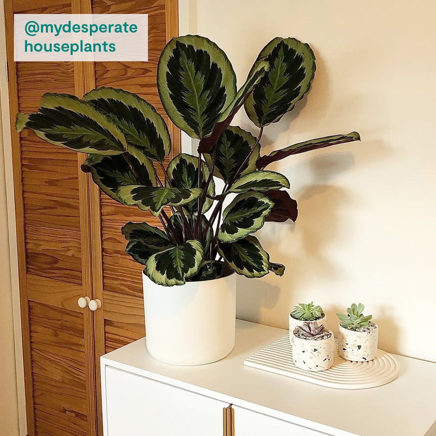 Calathea
