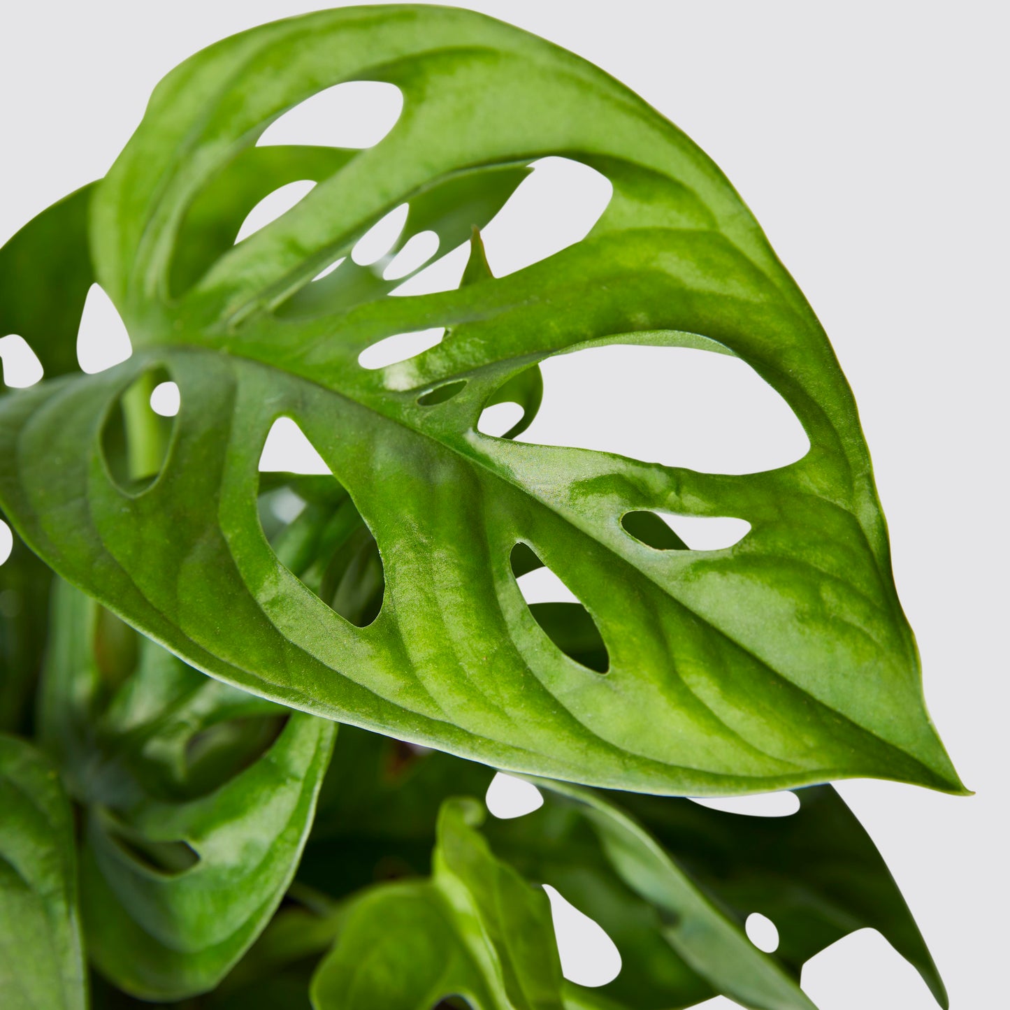 Monstera Adansonii