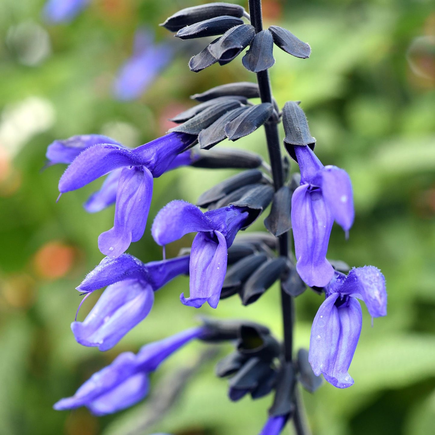 Salvia black and bloom