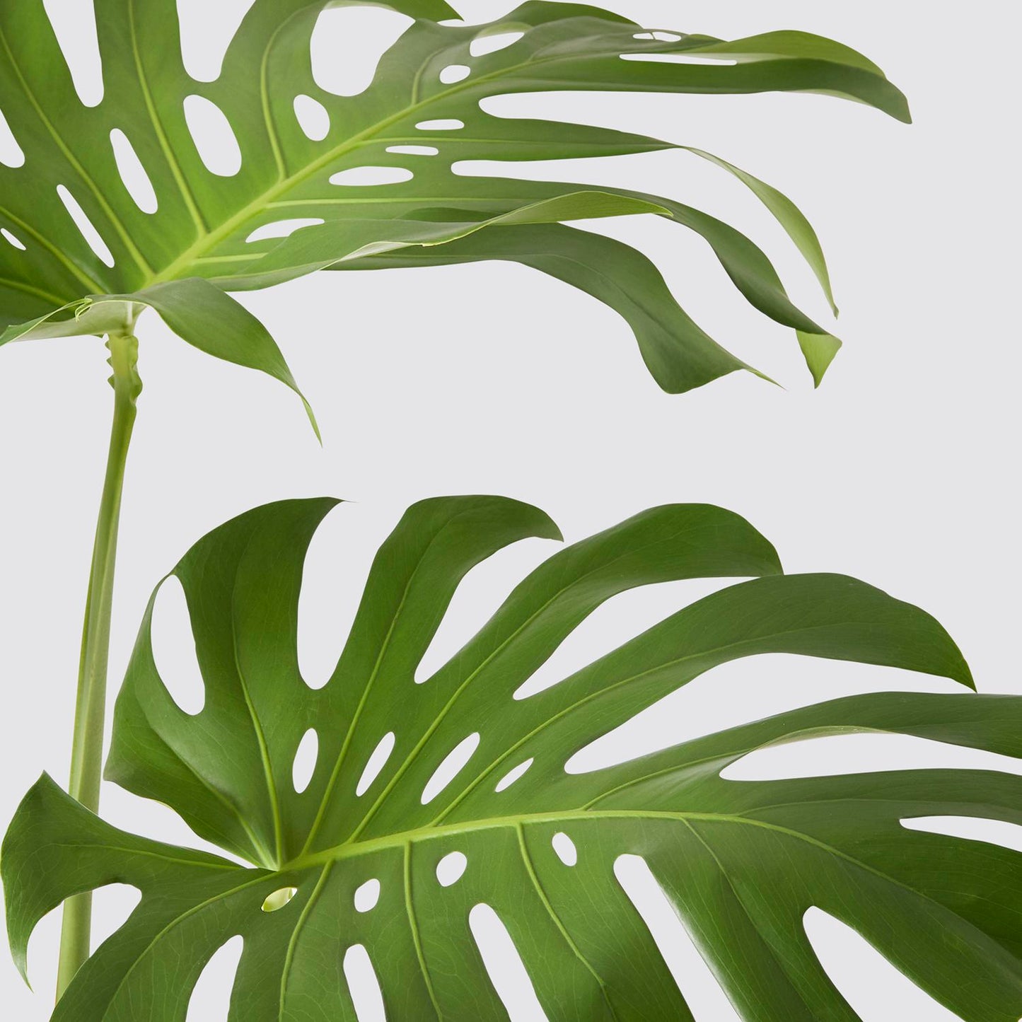 Swiss cheese plant