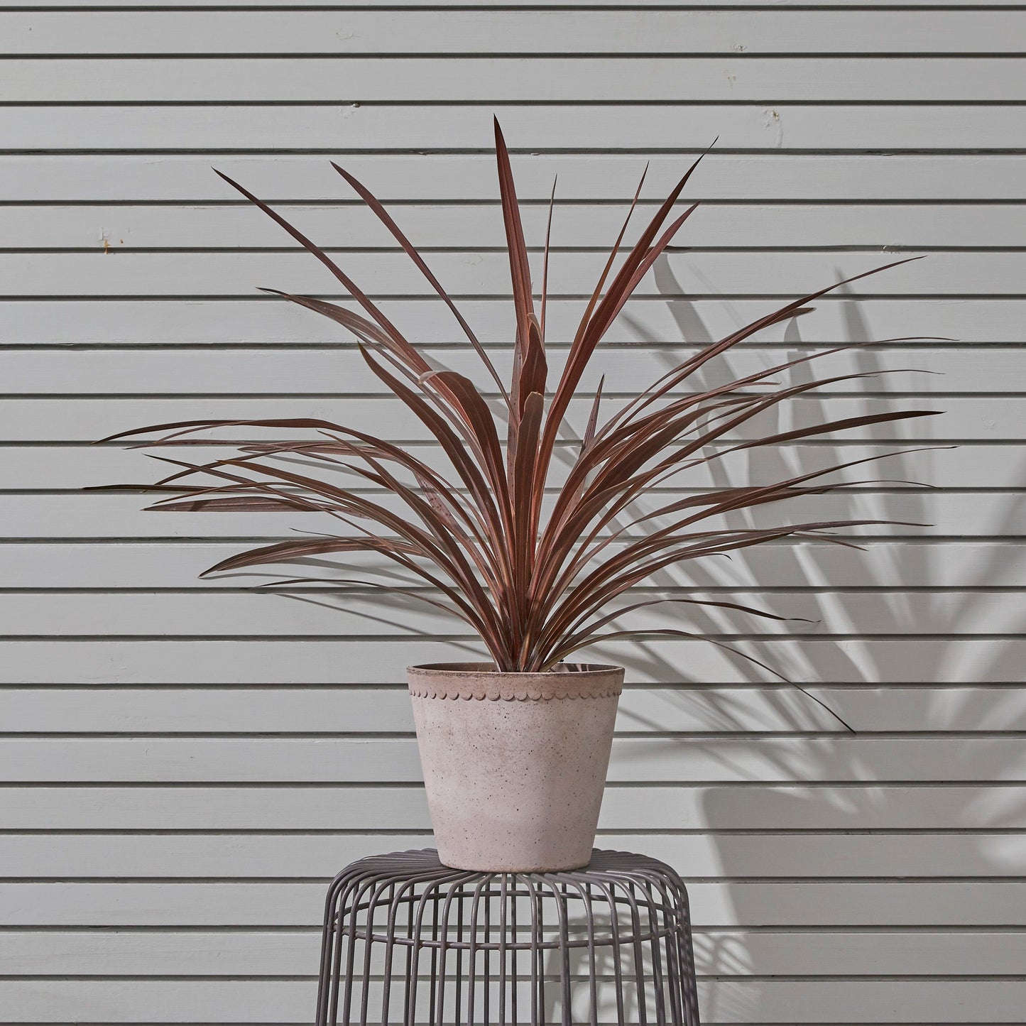 Cordyline red