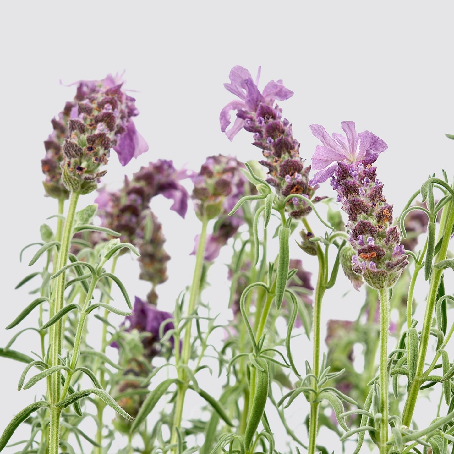 French Lavender