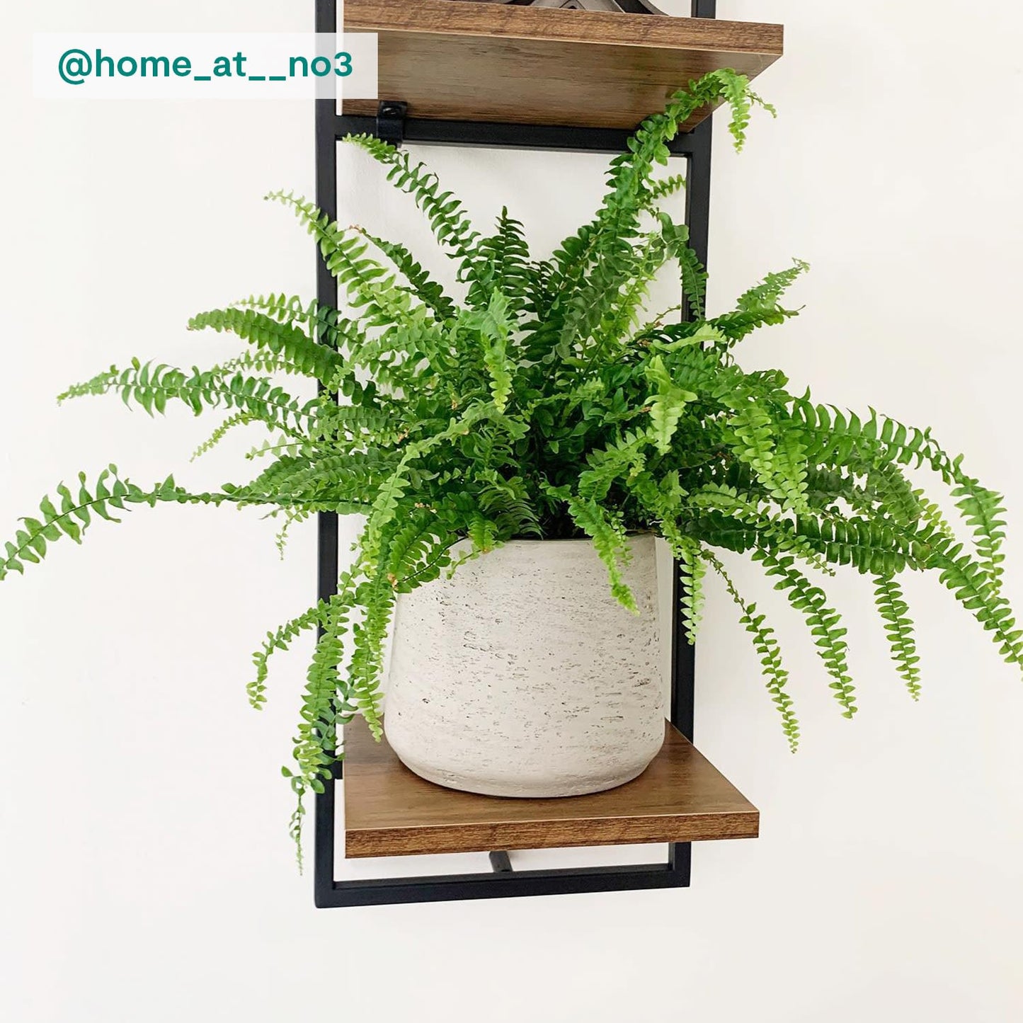 Boston Fern