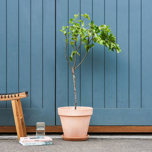 Pear tree
