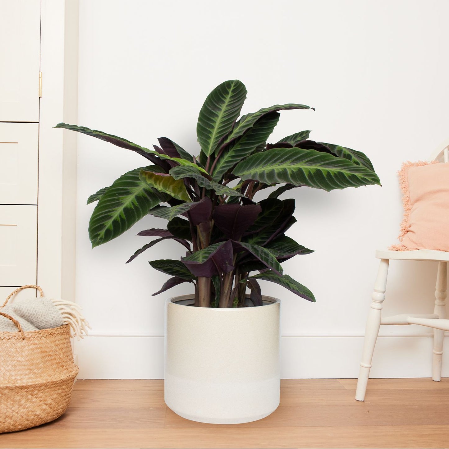 Calathea Warscewiczii