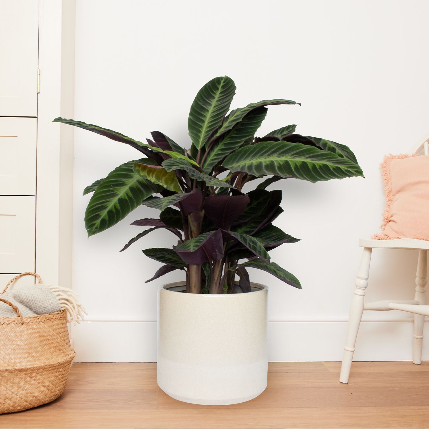 Calathea Warscewiczii