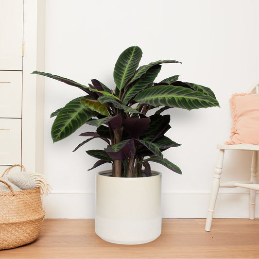 Calathea Warscewiczii