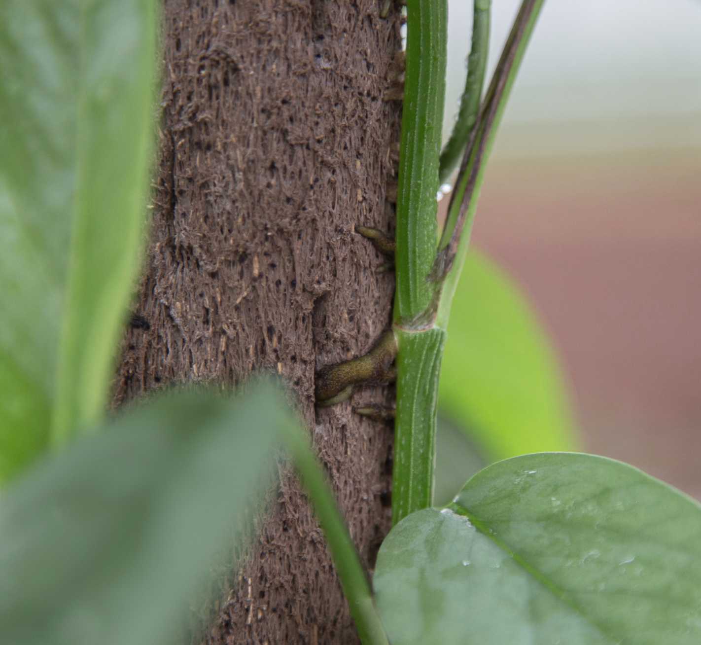 Kratiste grow pole