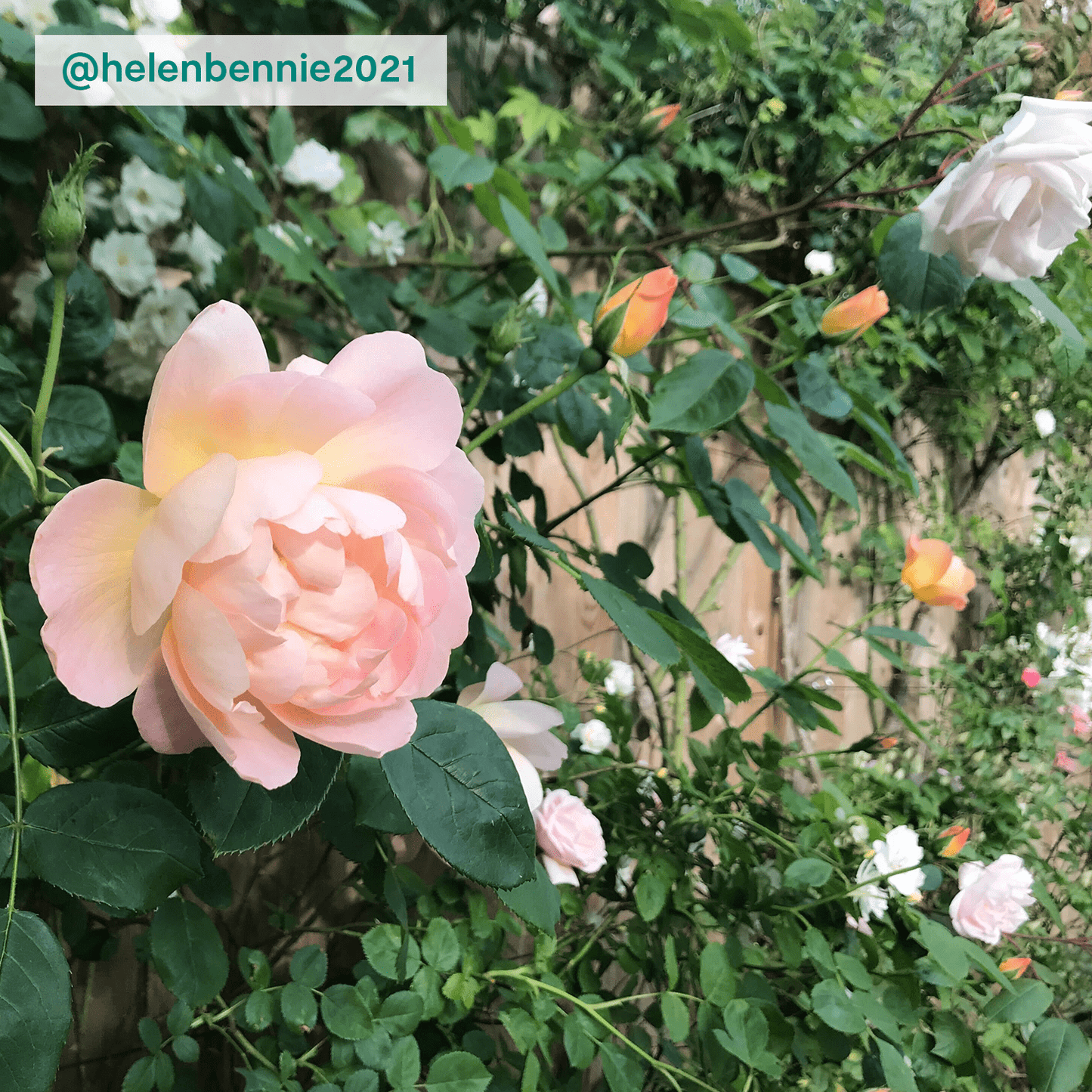 Climbing rose - pink