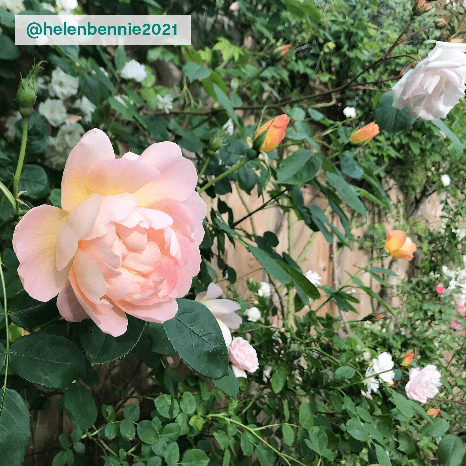 Climbing rose - pink