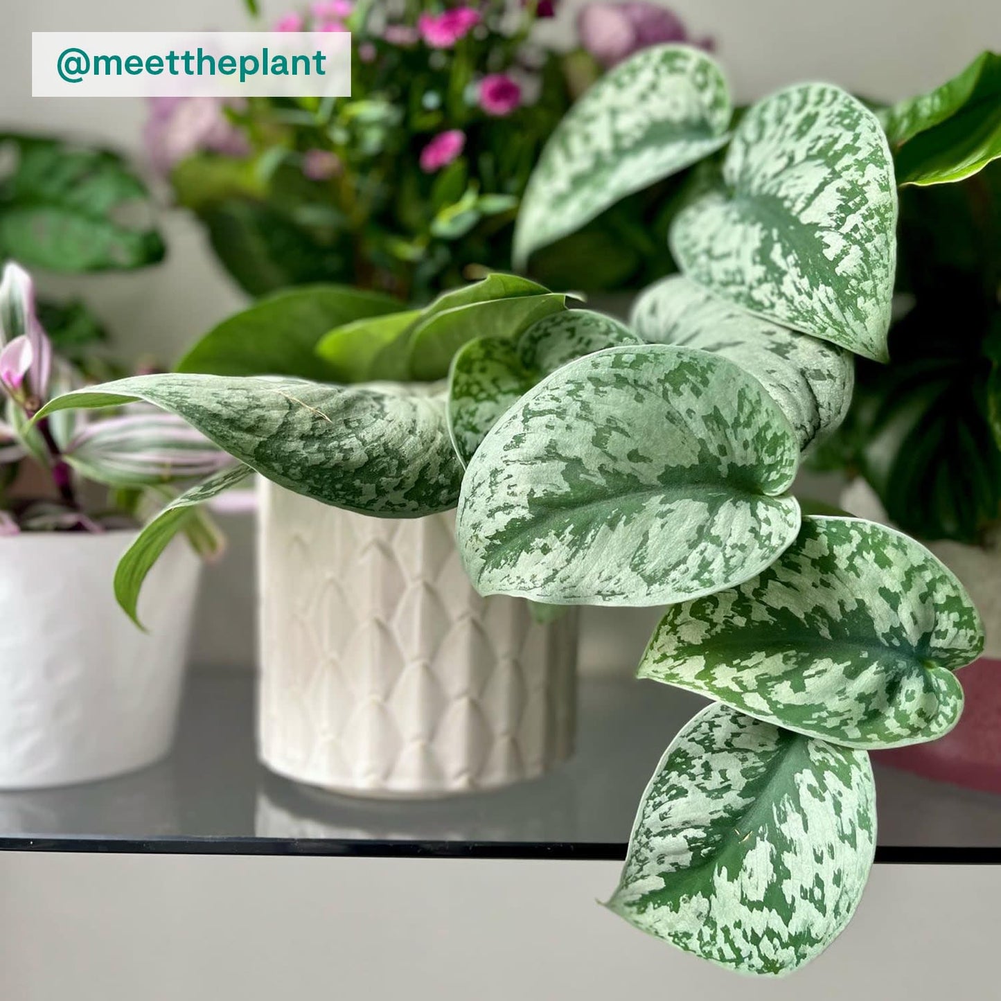 Satin Pothos