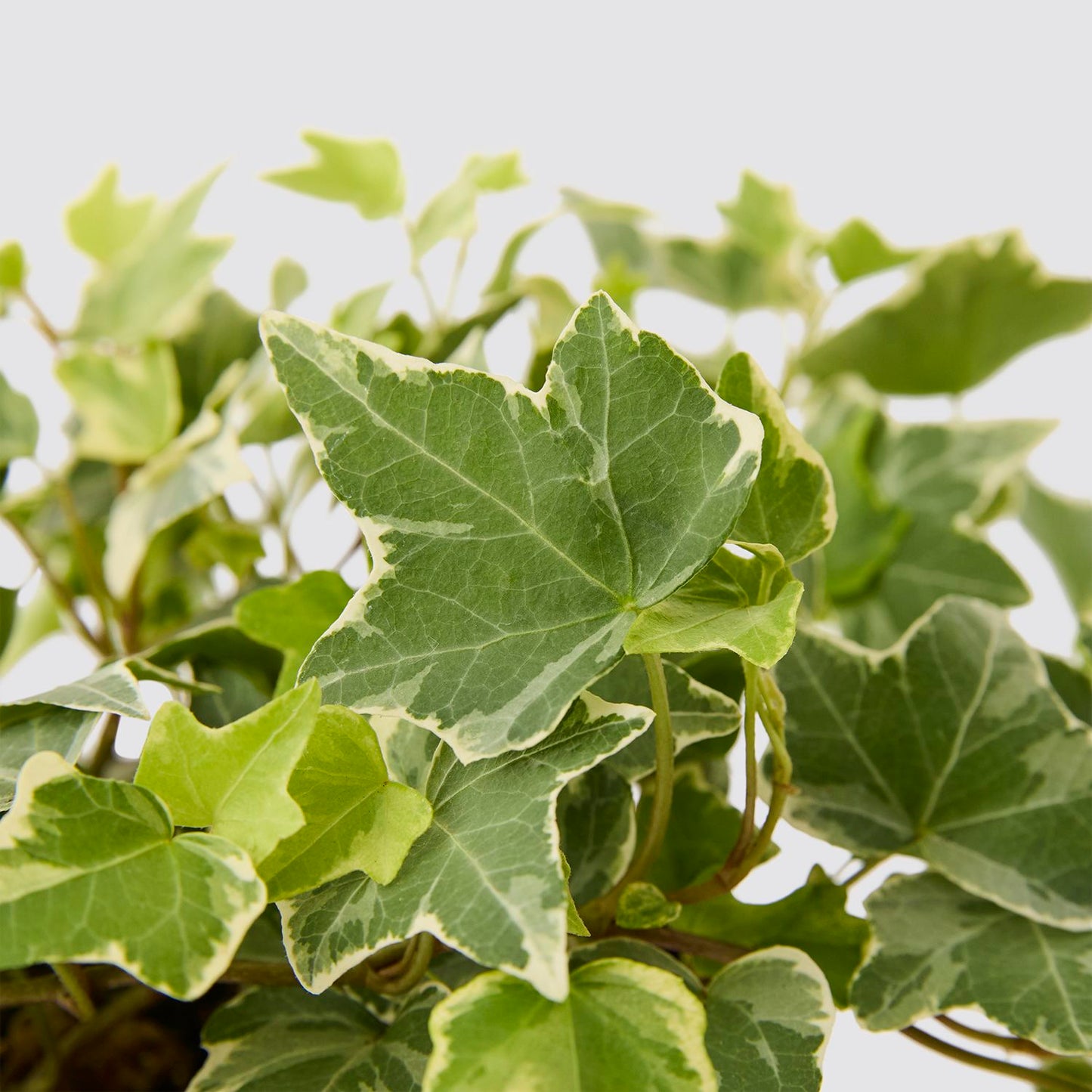 Variegated English Ivy