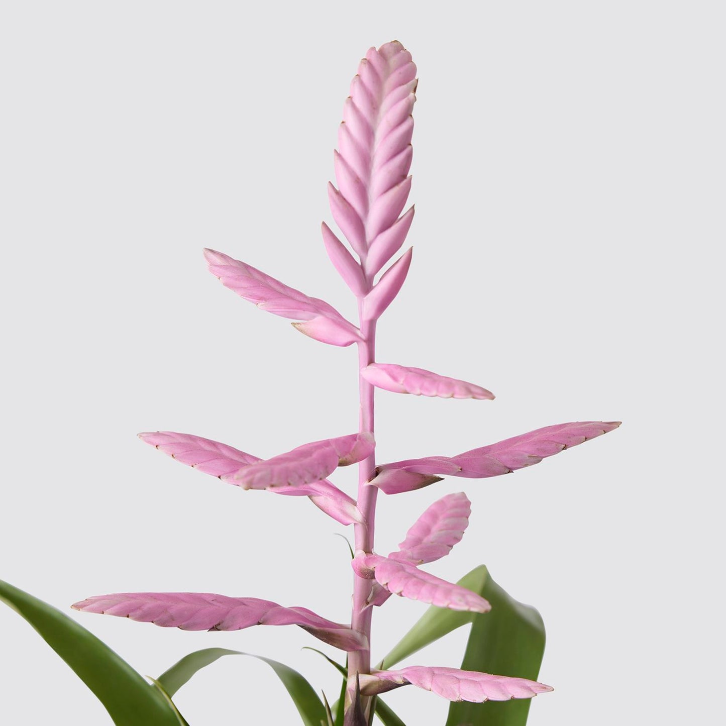 Tillandsia Andreas