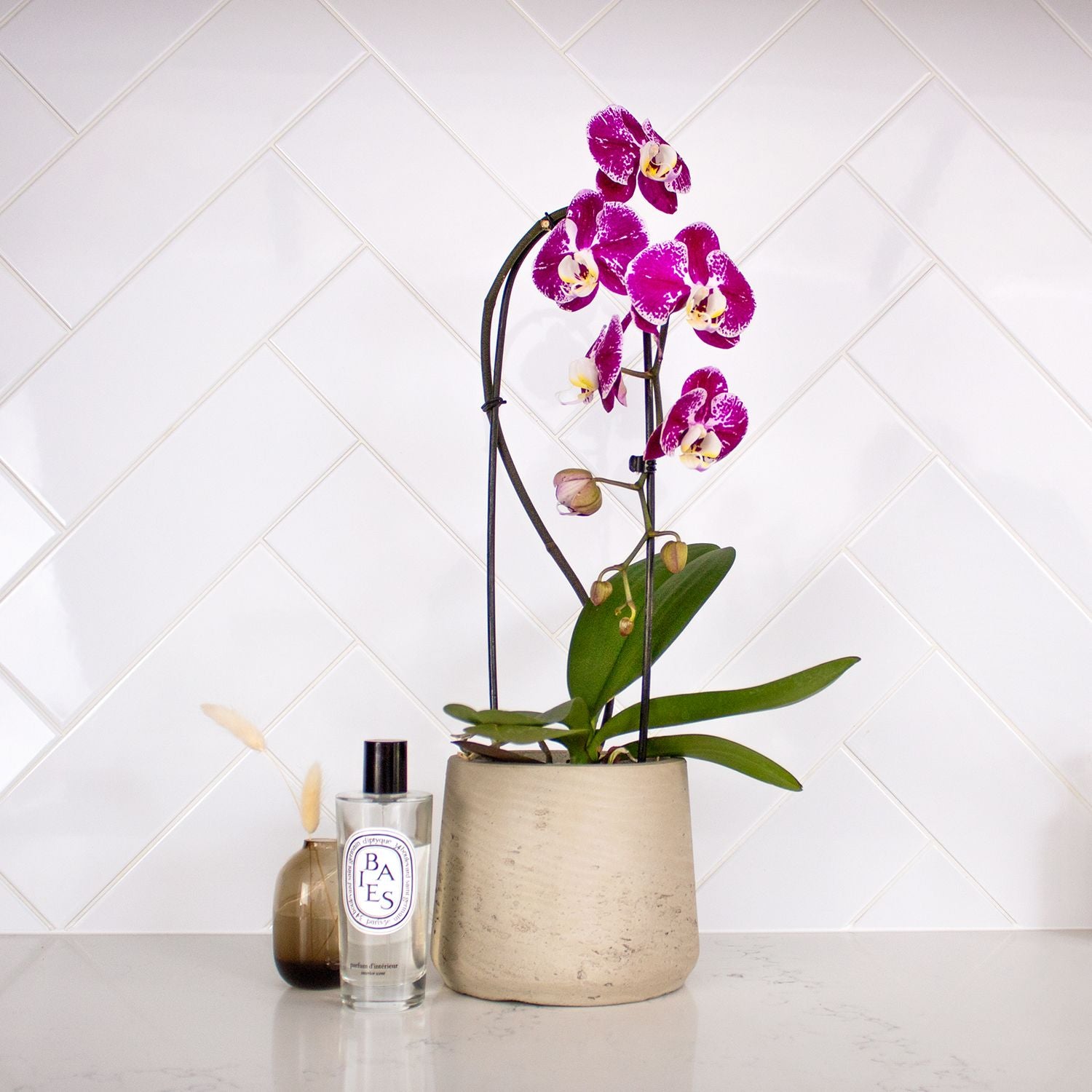 Orchid - Purple spotty