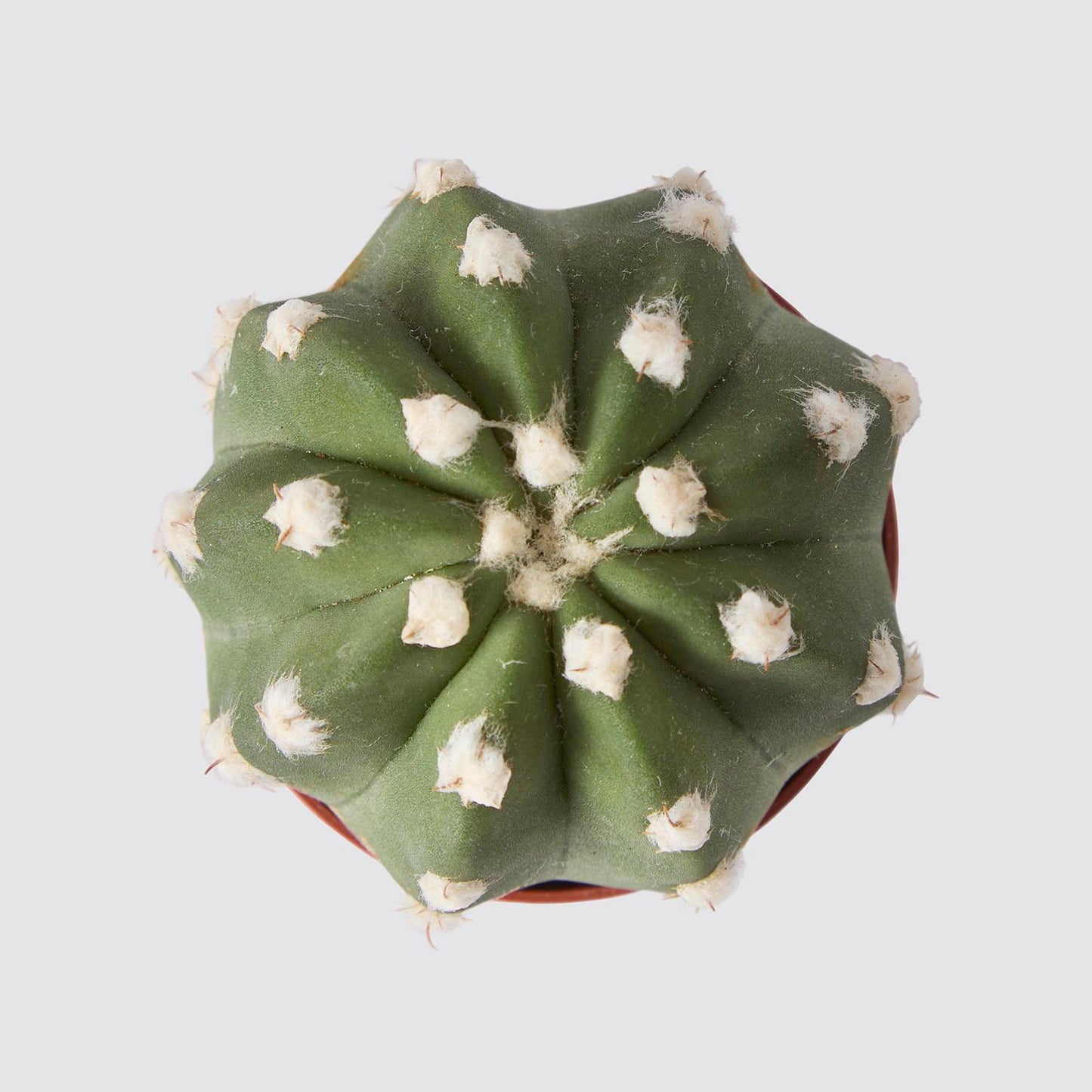 Echinopsis oxygona