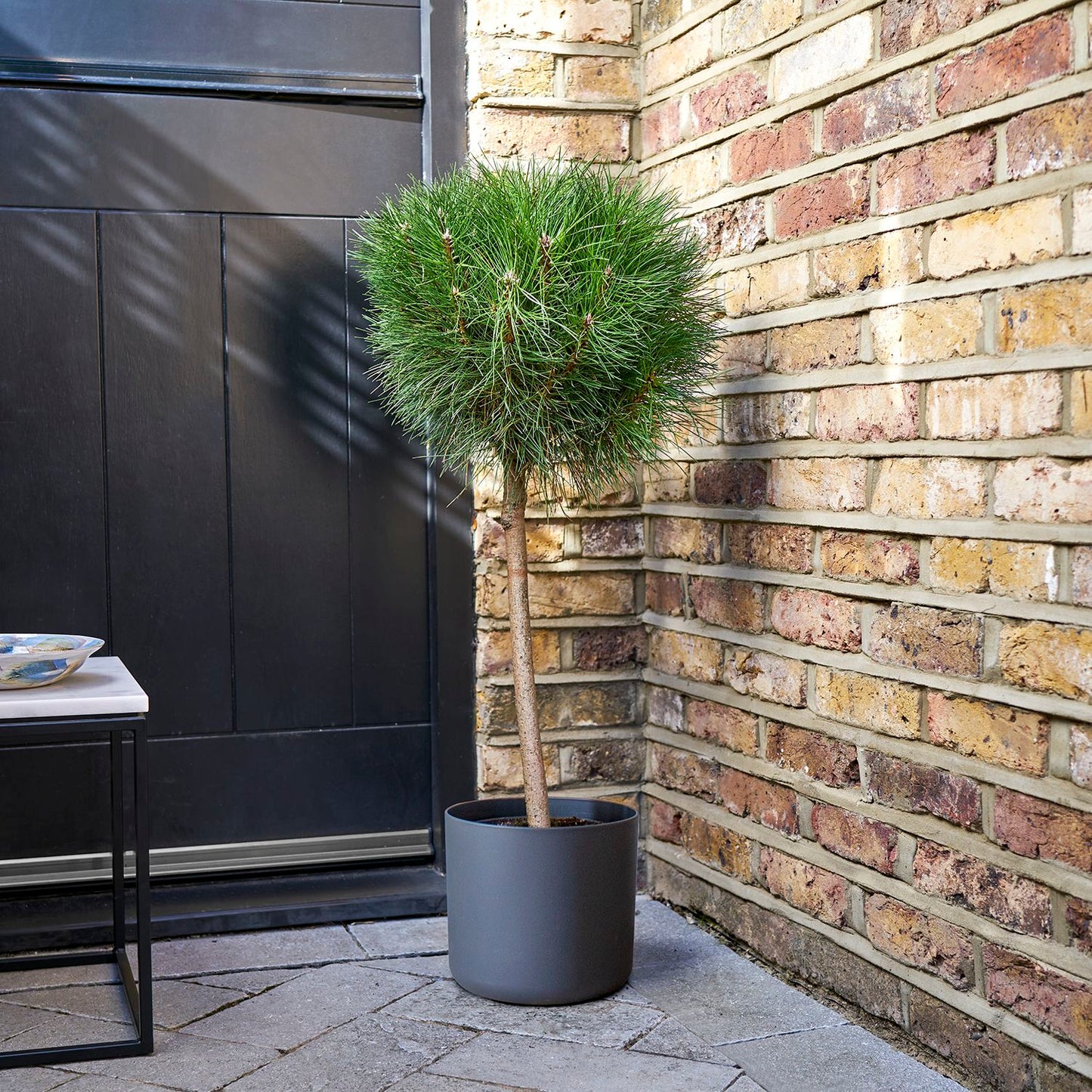 Pinus nigra 'Summer Breeze'