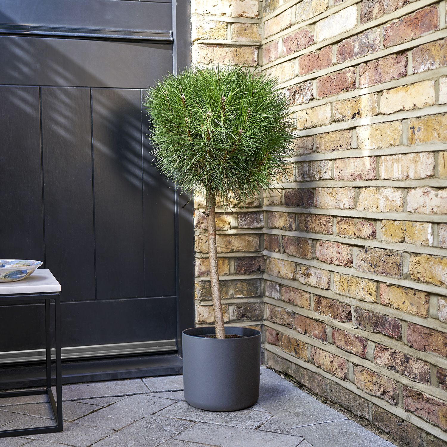 Pinus nigra 'Summer Breeze'