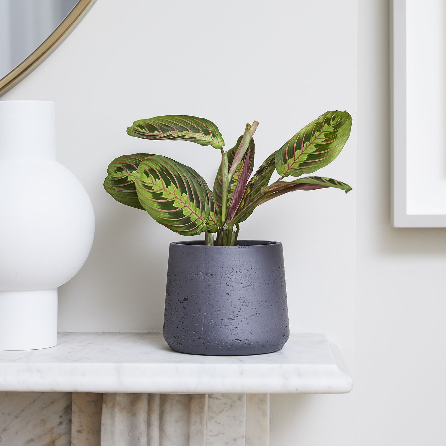 Maranta leuconeura