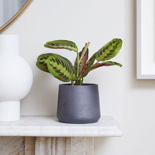Maranta leuconeura