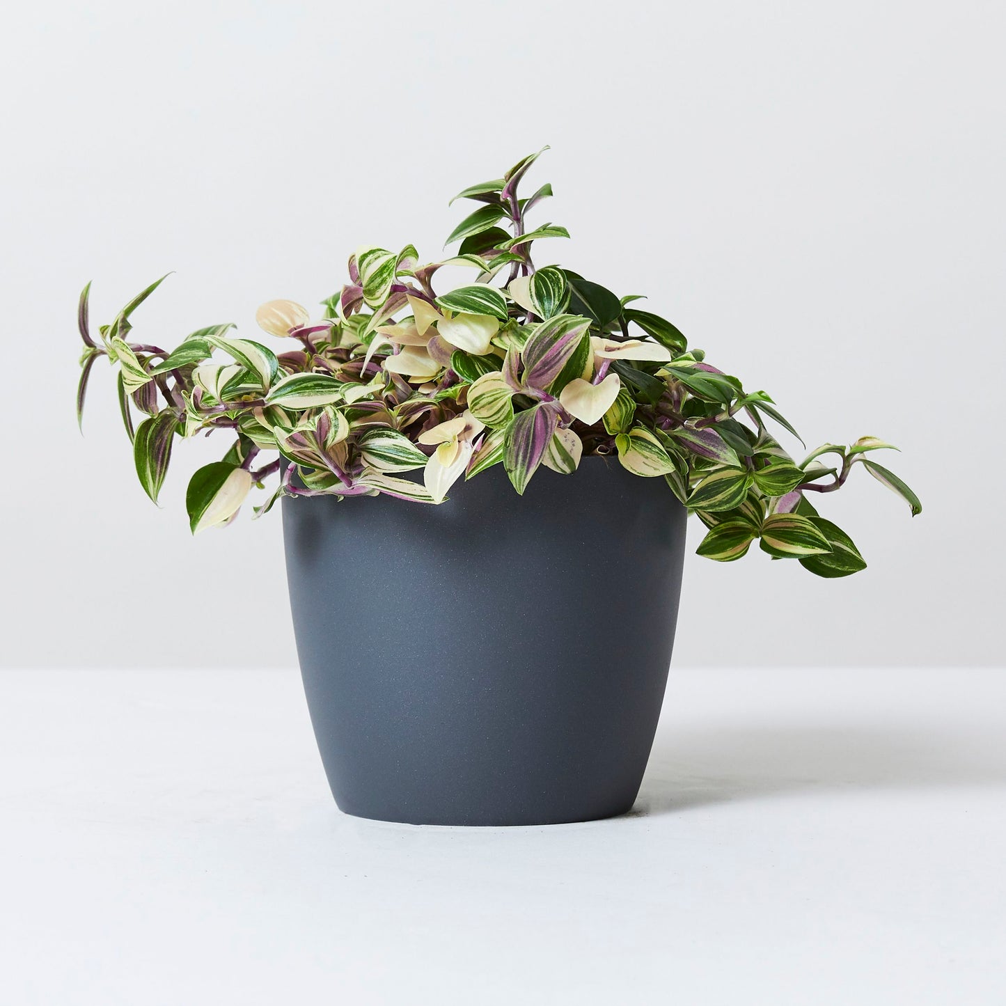 Curved edged pot