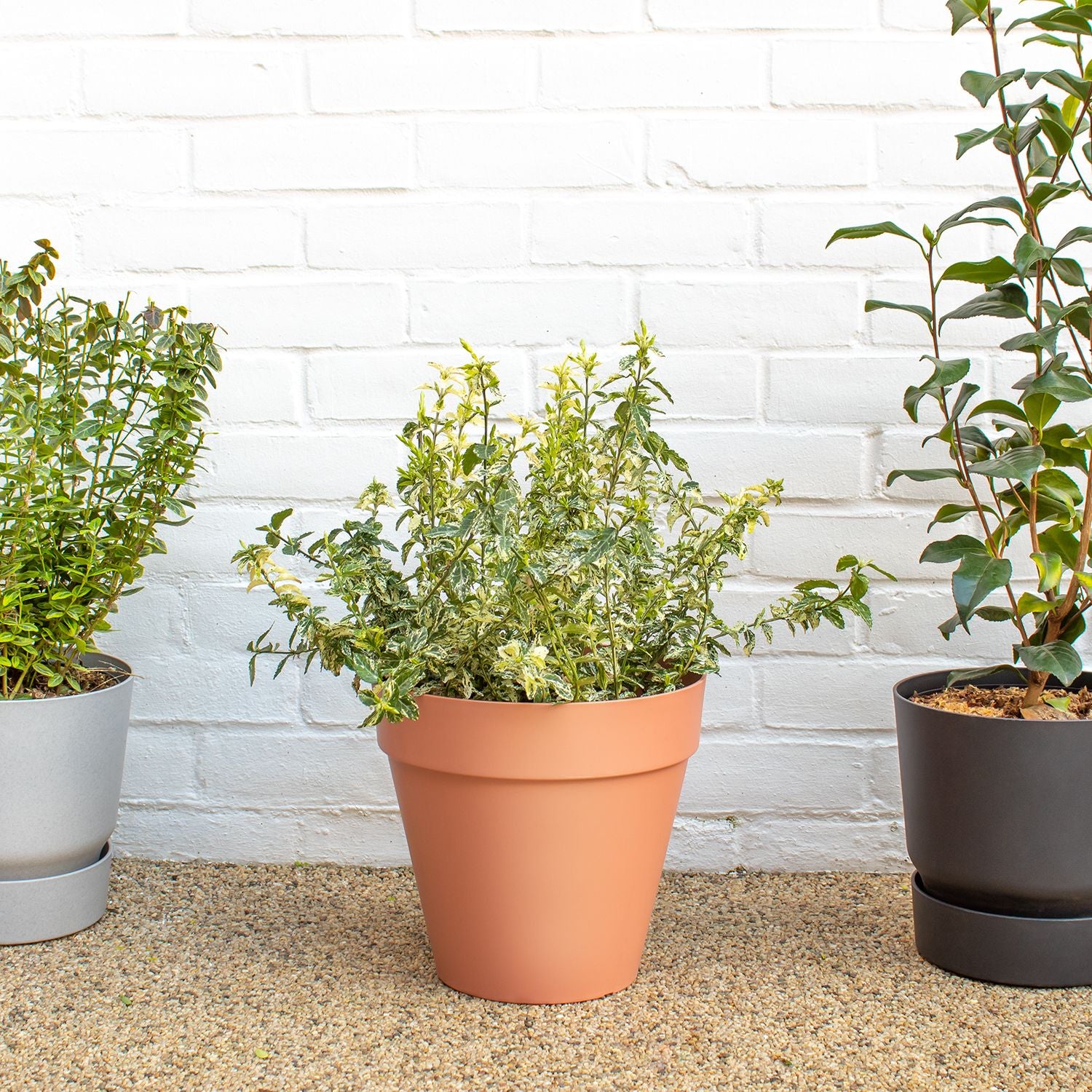 Euonymus Fortunei ‘Harlequin’