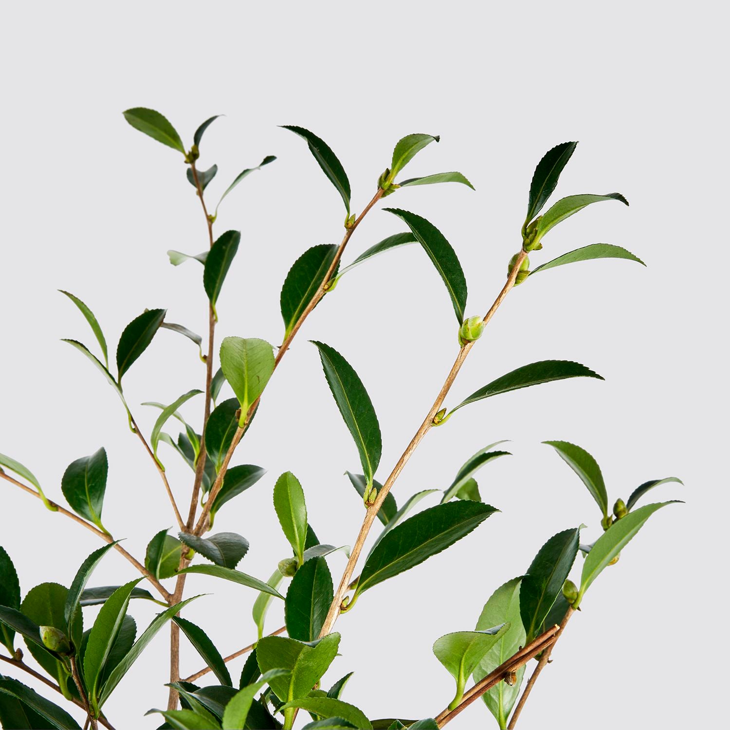 Camellia sasanqua 'pink'