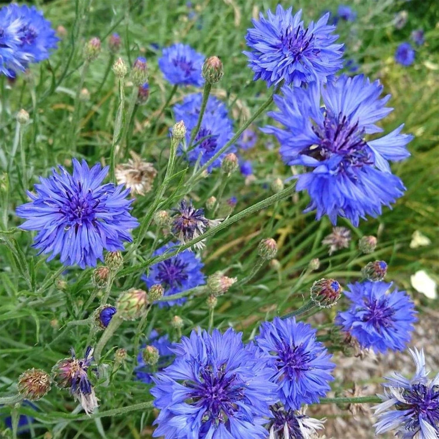 Edible Flowers Seeds Set