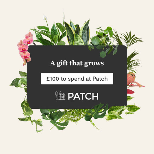 Patch