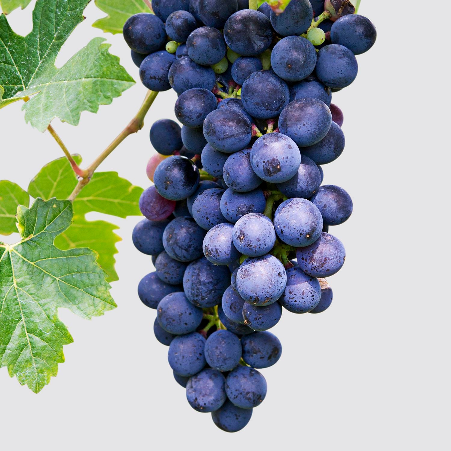 Grape red (organic)