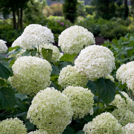 Hydrangea arborescens - white