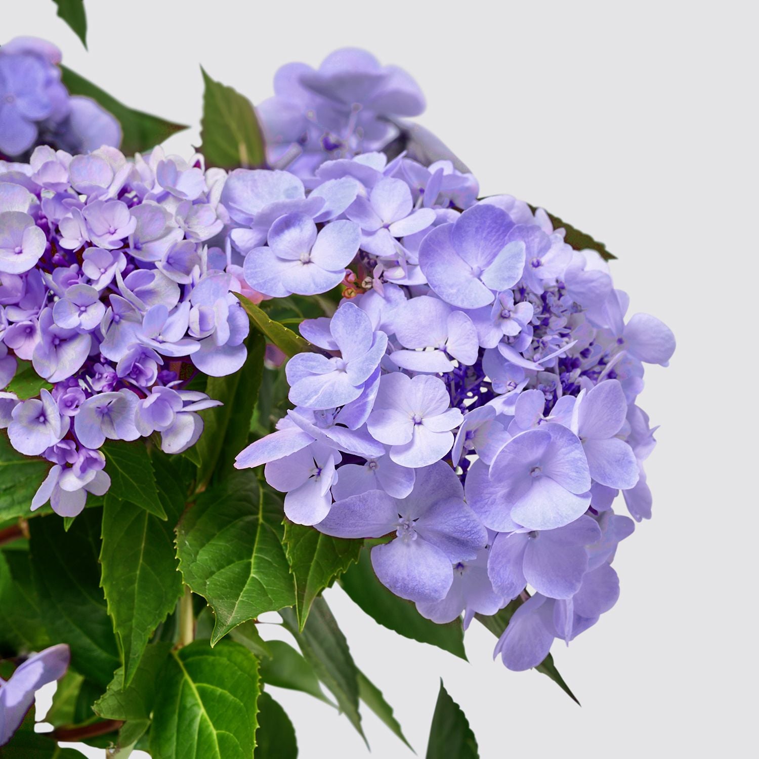 Blue Hydrangea macrophylla